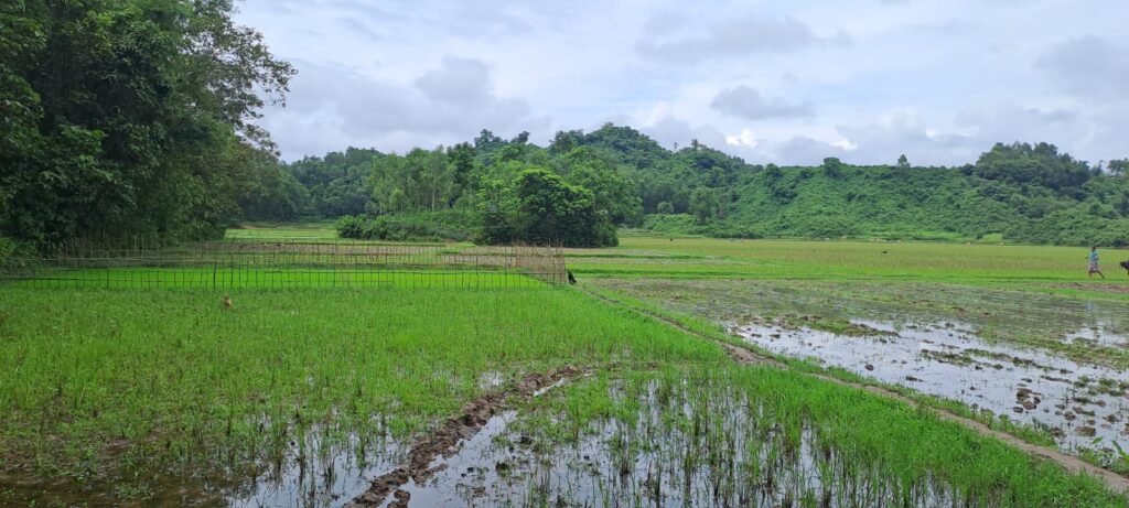 paddy field