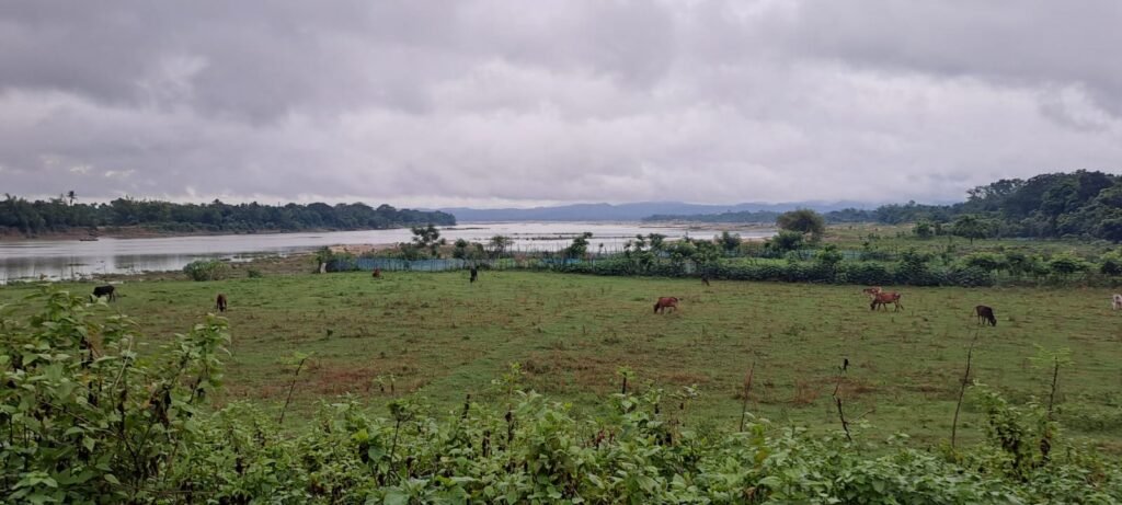 paddy field