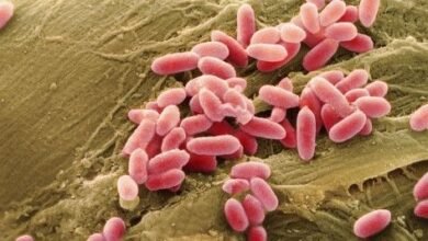 Drug-resistant superbugs projected to kill 39 million by 2050