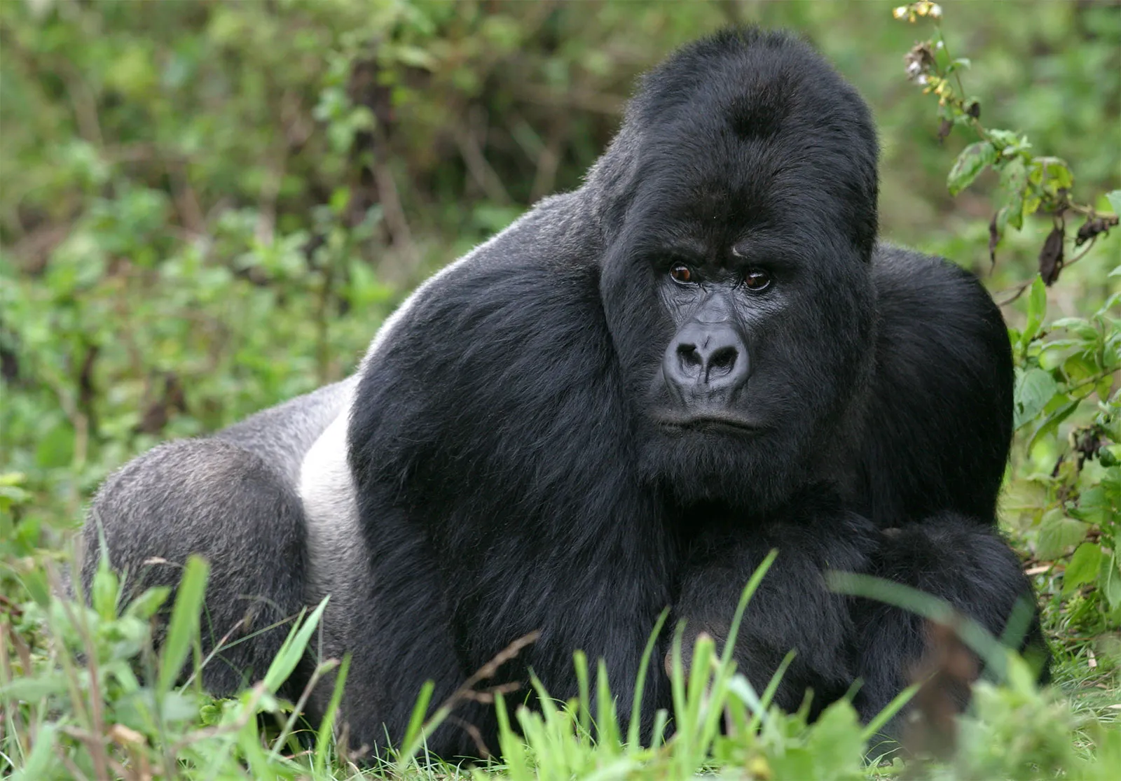 Gorilla